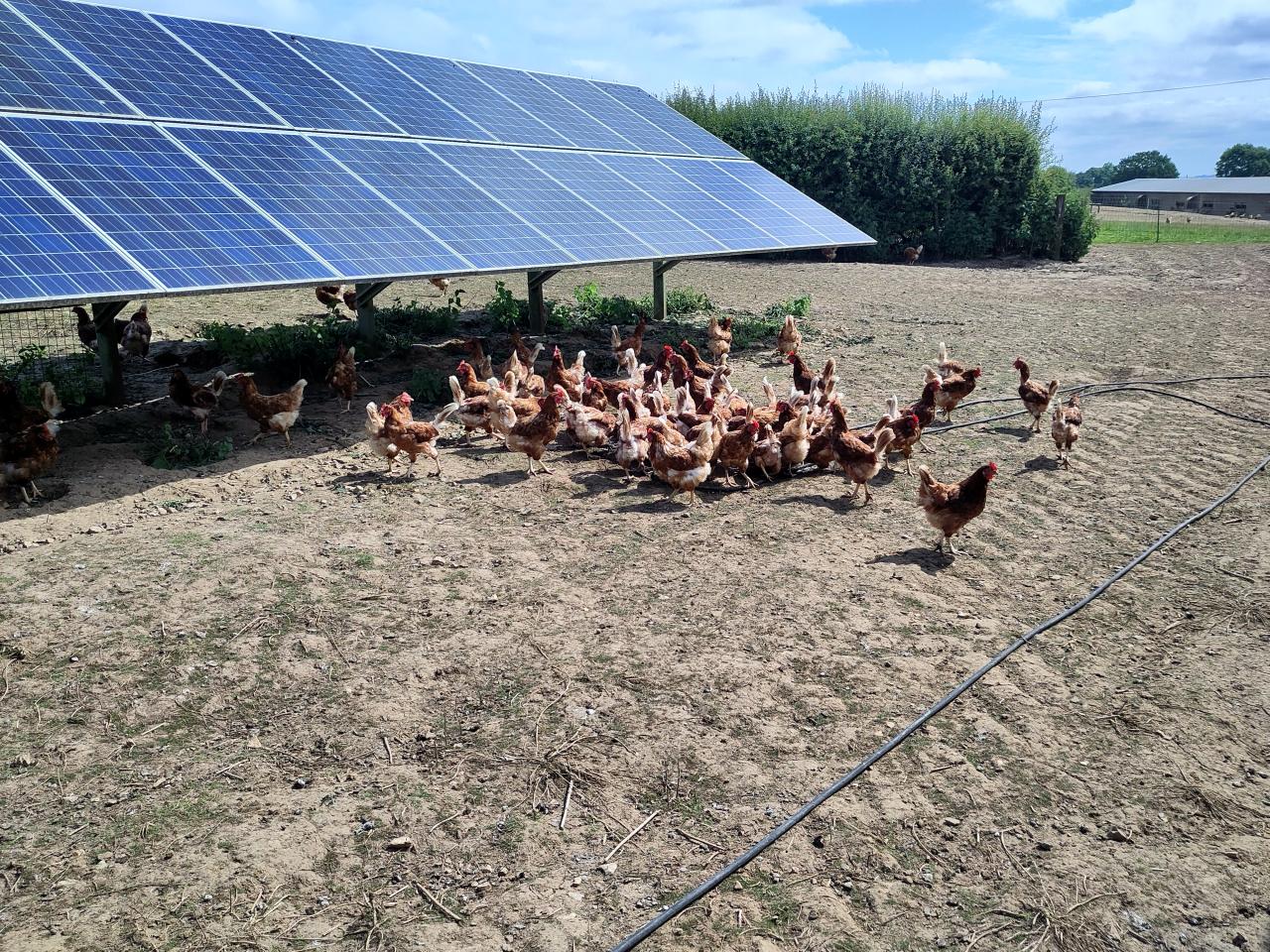 Chickens under a solar panel