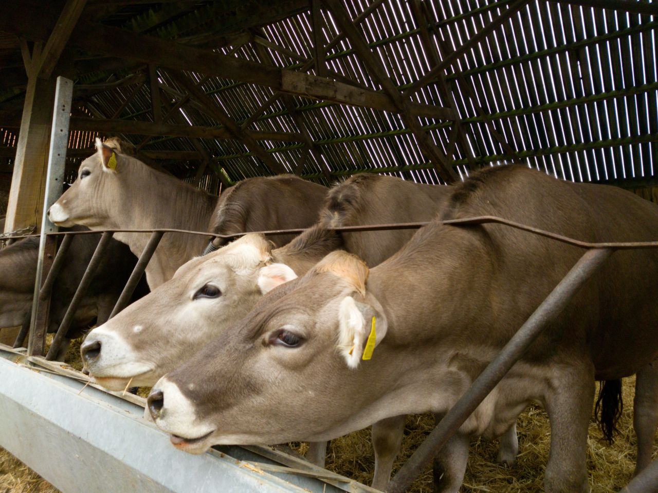 Cows in a cow shed